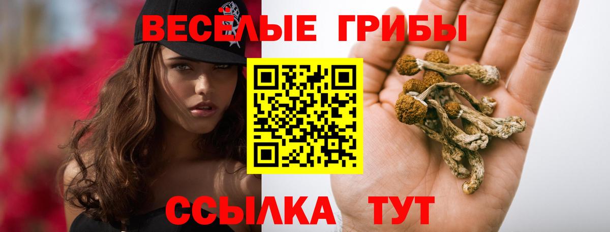 Псилоцибиновые грибы Psilocybine cubensis Апшеронск